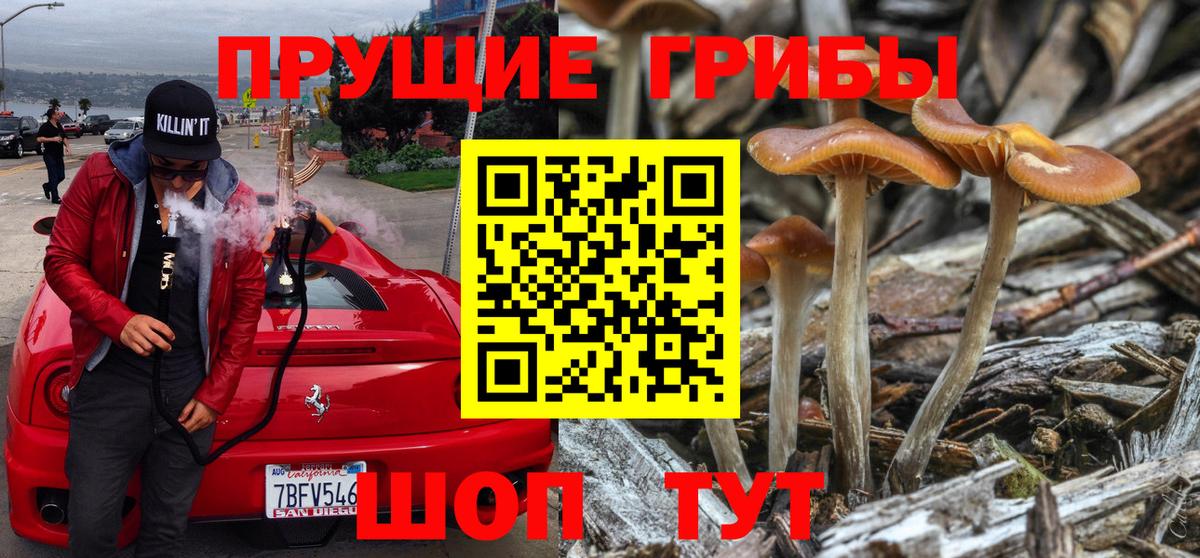 Галлюциногенные грибы Psilocybe Егорьевск